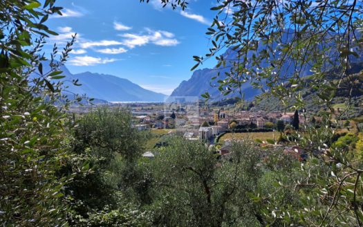 NELL’OLIVAIA DI VIGNE