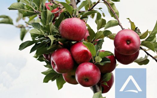 Obstwiese in Kurtatsch zu verkaufen