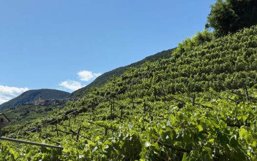 Piazzo di Segonzano – Vigneto