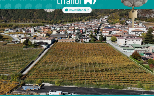 Roverè della Luna: Vigneti