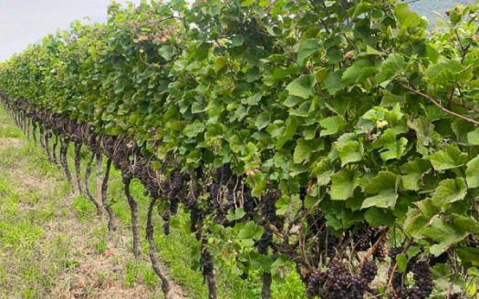 Vigneto a Mezzocorona