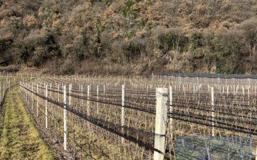 Vendesi vigneto in posizione eccellente a Tramin sulla Strada del Vino (Unterstoan)