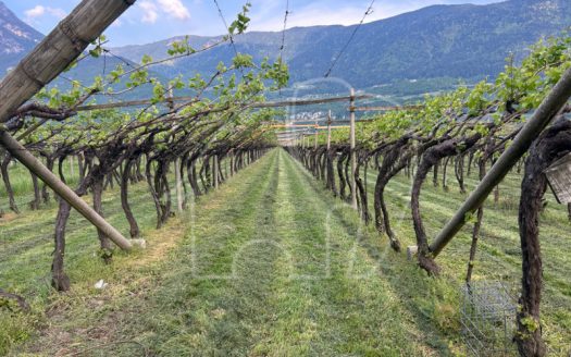 Vigneto a Salorno