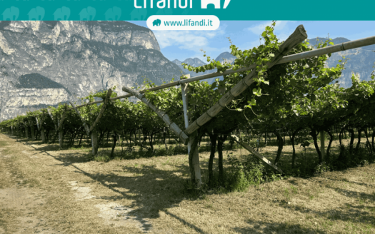 Vigneto Chardonnay