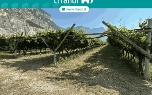Vigneto a Mezzocorona