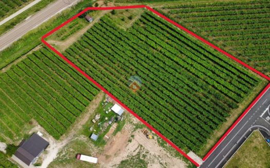 terreno agricolo 7.900mq con comoda strada di accesso