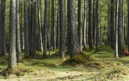 Terreno Boschivo a Besagno